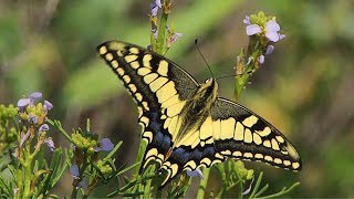 Махаон Papilio machaon  Swallowtail  Film Studio Aves [upl. by Nygem166]