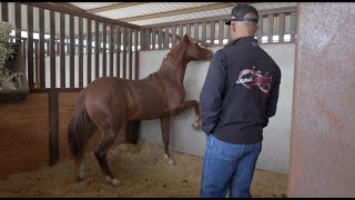 Hanging with Matt  Untouched Yearlings amp Preparing for the Biggest Reining Show of 2023 [upl. by Lladnarc]