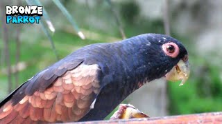 Splendorous BronzeWinged Parrot Eating [upl. by Damahom]