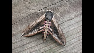 Privet Hawk moth  the UKs largest native moth [upl. by Christine505]