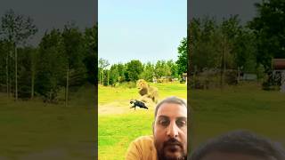 Sumarsault an artistic lion animals wildlife wildsafari reaction [upl. by Nithsa]