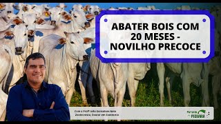 Como abater bois com 20 meses novilho precoce [upl. by Sunshine324]