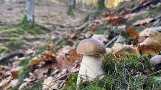 Boletus Edulis y algún Pinicola en noviembre de 2023 [upl. by Anillehs]