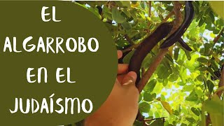 Historias y curiosidades del ALGARROBO 🍃 en el JUDAÍSMO [upl. by Rosenfeld508]