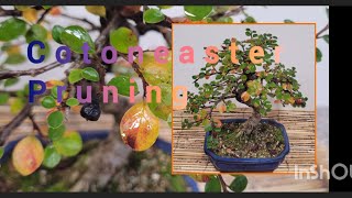 setting this little cotoneaster bonsai for the future but keeping the colours [upl. by Hedwiga455]