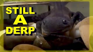 Morphed Axolotl2 YEAR UPDATE [upl. by Einnos]