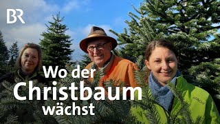 Der Weihnachtsbaum Von der Plantage bis zum ChristbaumSchmuck  Unter unserem Himmel  Doku  BR [upl. by Eiddam423]