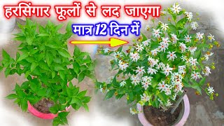 नवंबर मे 1 काम करदो हारसिंगार  पारीजात फूलों से लद जाएगा  Harsingar Plant Kaise Lagaye  Parijat [upl. by Seedman524]