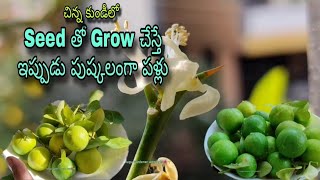 చిన్నకుండీలో నిమ్మ చెట్టు Seedతో Grow చేస్తే ఇప్పుడు పుష్కలంగా పళ్లుTelugu Gardener with Artslemon [upl. by Suirtimid669]