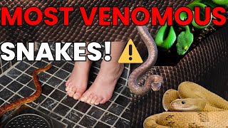 Most VENOMOUS Snakes in the WORLD [upl. by Enyahc]