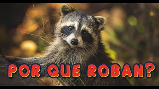 TOP 17 CURIOSIDADES SOBRE MAPACHES Y EL POR QUÉ ROBAN [upl. by Lairbag]