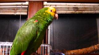 Johnny our Double yellow Headed Amazon Parrot [upl. by Areem]