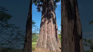 Le Séquoia Bourgeon de la Force Physique  The Sequoia Bud of Physical Strength [upl. by Modnar]