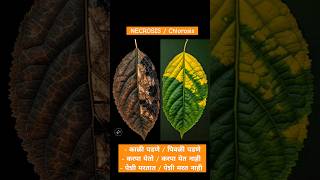 कॅल्शियम व बोरन कमतरता मधील फरक काय Difference between Chlorosis and Necrosis agronomistsatish [upl. by Demah388]