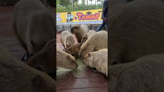 A family of capybaras eating together Capybara Capybara is a life attitude How healing can small [upl. by Vtehsta]