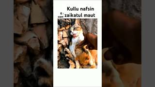 Kullu nafsin zaikatul maut quran Abdul Rahman Mossad quran youtubeshorts viralvideo [upl. by Rosmunda]