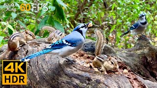 Cat TV for Cats to Watch 😺 Birds vs Chipmunks A Day in the Wild 🐿 8 Hours 4K HDR 60FPS [upl. by Kalila934]