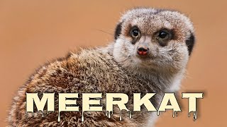 Meerkat sounds suricate call [upl. by Panchito157]