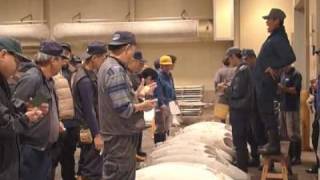 Tuna auctions at Osaka Wholesale Market 大阪中央卸売市場マグロ競り [upl. by Eriha]