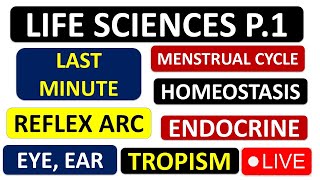 LIFE SCIENCES P1 GRADE 12 2024 ENDOCRINE MENSTRUAL CYCLE EYE EAR ENDOCRINE THUNDEREDUC [upl. by Viquelia]