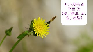 유튜브 식물도감 방가지똥의 모든 것 꽃 열매 씨 잎 샘털 [upl. by Azrim54]