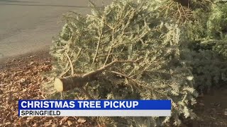 Springfield begins curbside Christmas tree pickup [upl. by Lucilla]