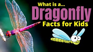 Dragonfly Facts for Kids  Learn About One of the Most Fascinating Insects [upl. by Melamie]