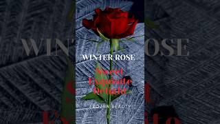 Winter Rose  the exquisite and fragile beauty  finally the weather is in our favour to wear them [upl. by Ellerred]