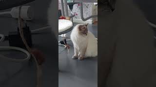 PLAYTIME NEVA MASQUERADE Cat Pet sweden kaibigan thekaibigannetwork [upl. by Yetac]