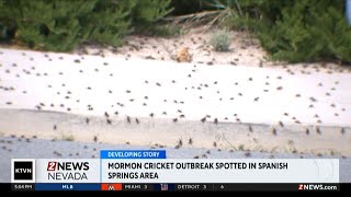 Mormon Crickets in Spanish Springs [upl. by Fitton448]