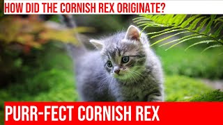 Uncovering the Fascinating History of the Cornish Rex Cat [upl. by Eiliab]