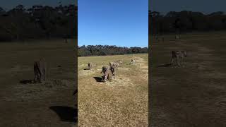 Werribee Open Range Zoo  melbourne australia animals zoo nature [upl. by Nomahs]