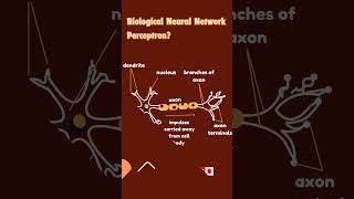 What is Perceptron in Deep Learning  perceptron neuralnetworks deeplearning machinelearning [upl. by Otanod252]