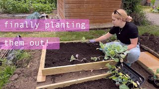 New Raised Beds amp Brassicas Are Out Allotment Vlog 🥬 Ep23 🥬 [upl. by Annoirb]