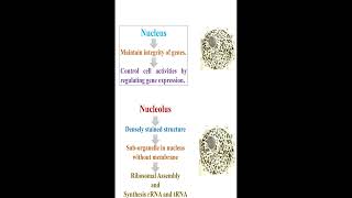 Nucleus vs Nucleolus geneticteacher [upl. by Ling]