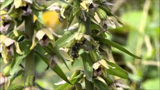 Orchid pollination 1 Pollination of Epipactis helleborine by wasps part 1 [upl. by Meredithe212]