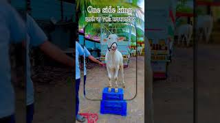 राणा शेठ 0007 🤙🤴 marathi song music duet love बैलगाडाlover cow royalshetakari bailgadashary [upl. by Ok268]