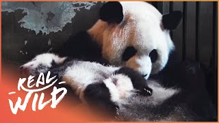 The Land Of The Pandas Panda Documentary  Real Wild [upl. by Chaing]