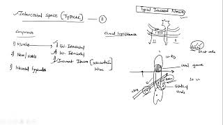 Intercostal space and Typical intercostal nerve  Anatomy  2021 Q  PYP discussion UPSC MEDICO [upl. by Ocirderf]