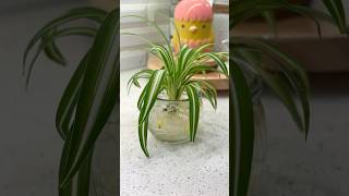 Spider plant Home Decor ideas 🪴 homedecor indoorplants happiness showpiece gardening diy [upl. by Korten]