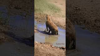 African safari animals Wild hyena wildlife safari hyena africa [upl. by Nigem]