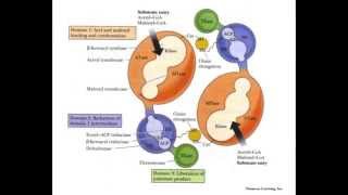 Lipid Metabolism Part 3 Fatty Acid Synthesis [upl. by Greyson]