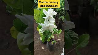 Two layer parijatham plant shorts trending viral flowers shortvideos minnale [upl. by Ideih]