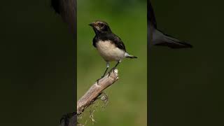 Variable wheatear call [upl. by Now]