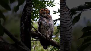 Spotted wood owl Strix seloputo Pasir Ris Singapore birds nature [upl. by Pier630]