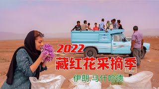 藏红花探秘：凌晨四点蹲守头花采摘，体验农民劳作之苦与创业艰难  波斯秘语 [upl. by Neveda731]