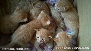 Cute Ginger Kittens Playing with their Momma [upl. by Helenka]