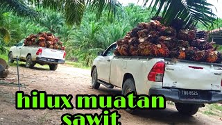 hilux muatan sawit isi full dua ton lebih [upl. by Pouncey773]