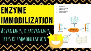 Enzyme Immobilization advantages disadvantages types applications [upl. by Aicats]