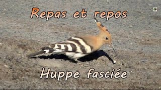 Huppe fasciée repas copieux puis repos au soleil [upl. by Blank]